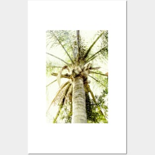 Tall Palm tree Posters and Art